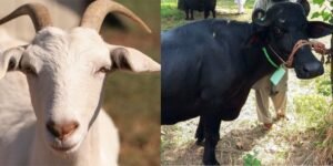 7th Agricultural Census 2024