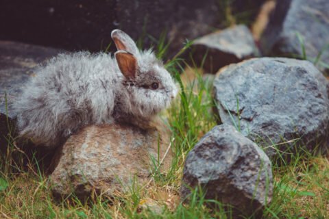 Colorado Rabbits with Tentacles Science, Folklore, and Facts