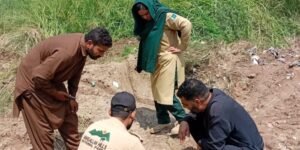 Lion reportedly spotted in Islamabad’s famous housing society