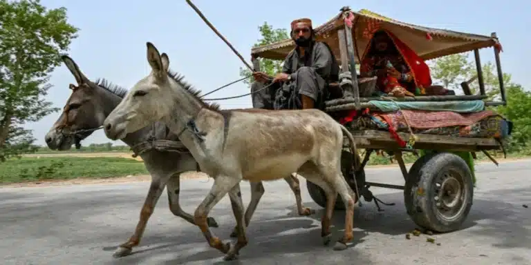donkey population