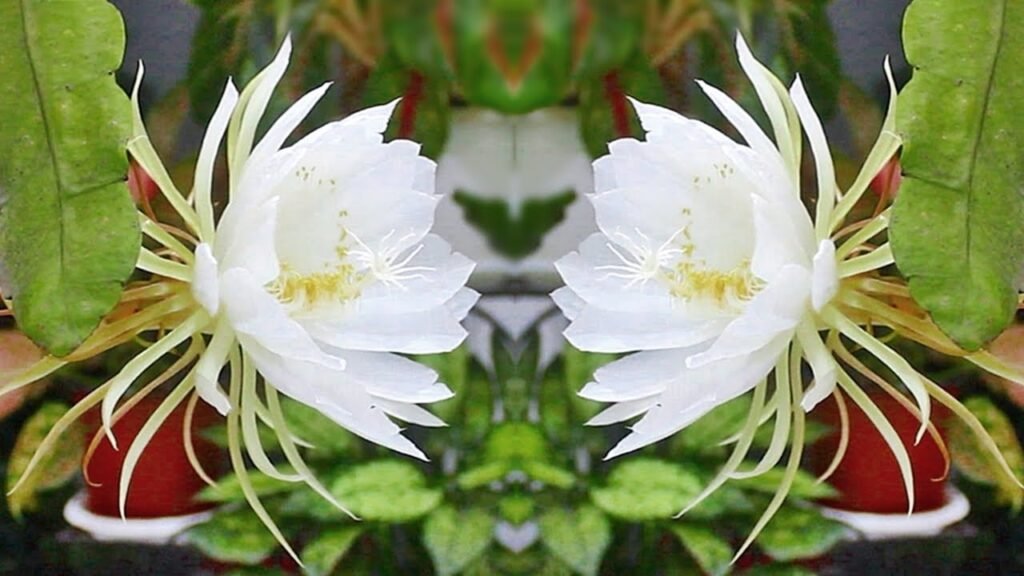 queen of the night flower