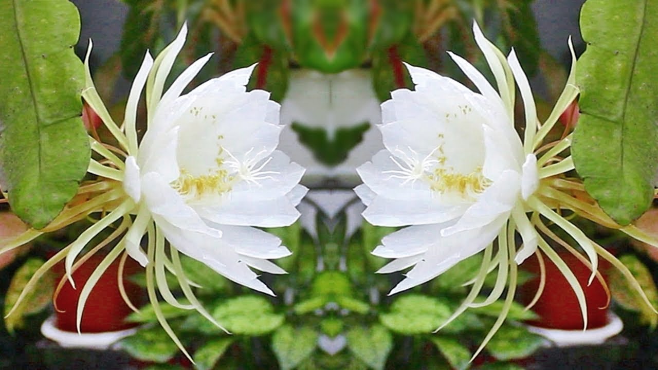 queen of the night flower