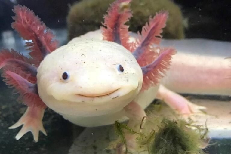 axolotl pet
