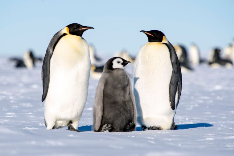 types of penguin