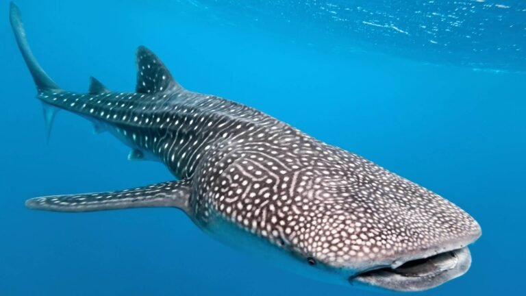 whale shark