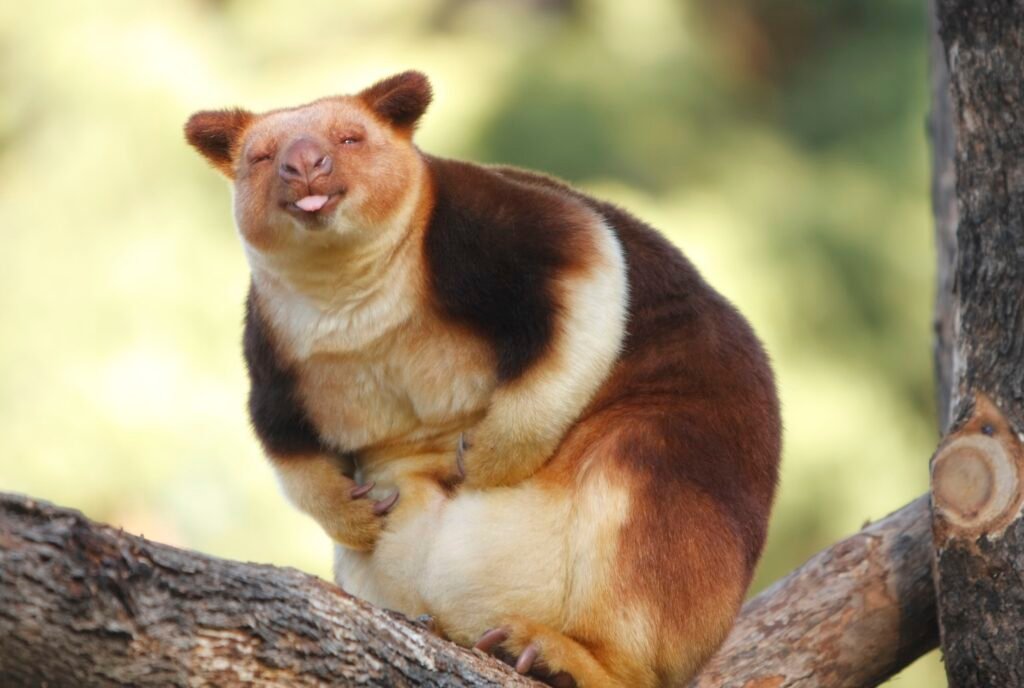 tree kangaroo