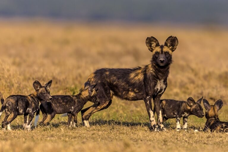 african wild dog