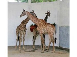 Lahore Zoo
