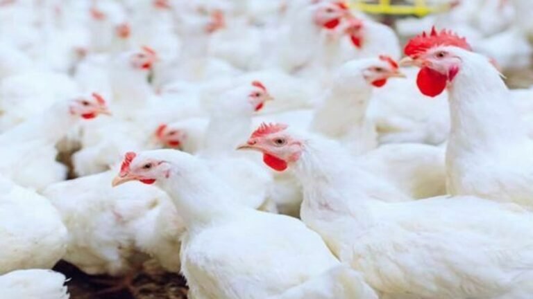Brilliant increase in the price of broiler meat 