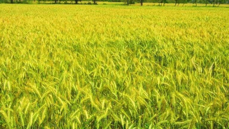 Wheat Crop