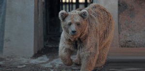 Karachi's Rano relocated to Islamabad