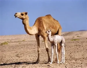 Camel