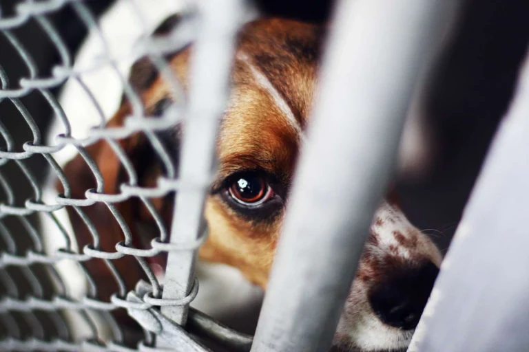 animal rights law