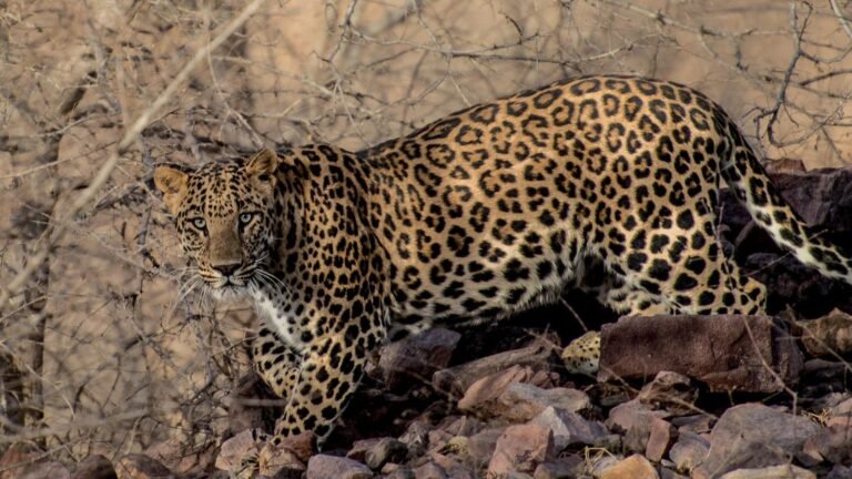Leopard spotted