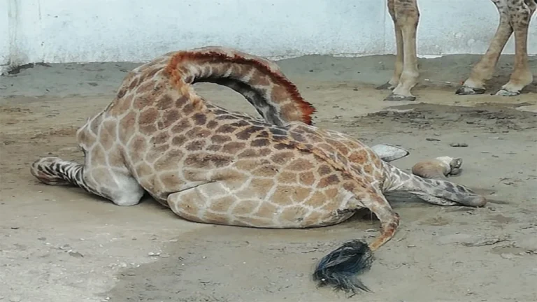 Lahore Safari Zoo