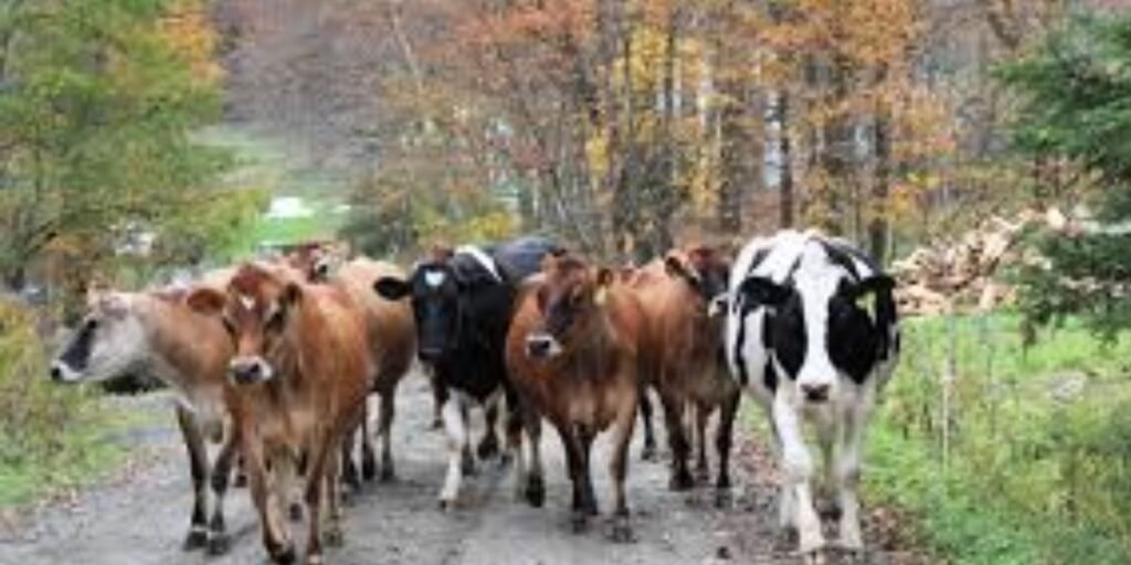 Sindh govt dairy animals program