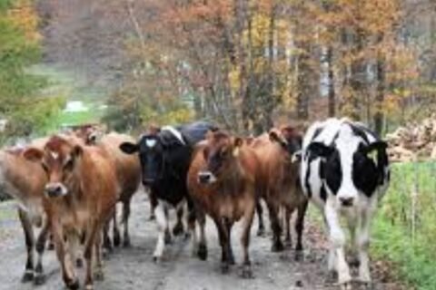 Sindh govt dairy animals program