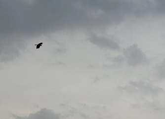 forecast widespread rain