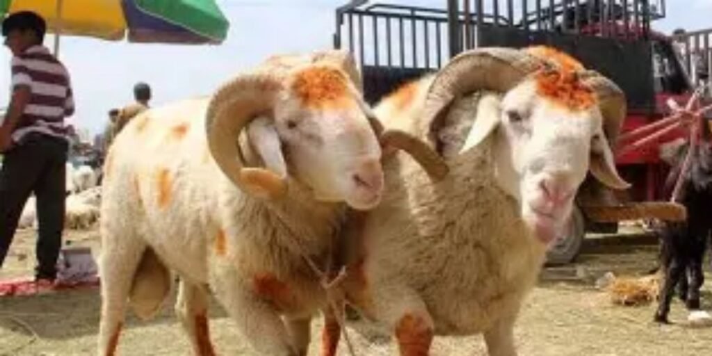 Eid-ul Adha in Pakistan