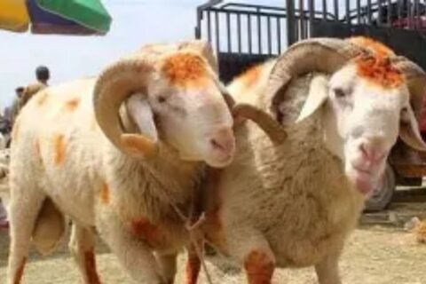 Eid-ul Adha in Pakistan