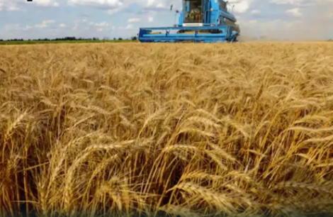 distribution of wheat