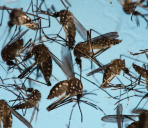sterile mosquitoes