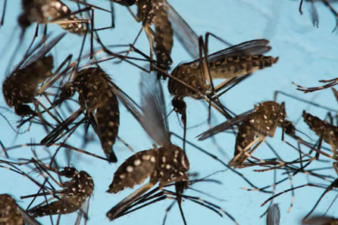 sterile mosquitoes