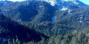 pine nut harvest in North, South Waziristan