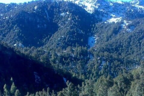 pine nut harvest in North, South Waziristan