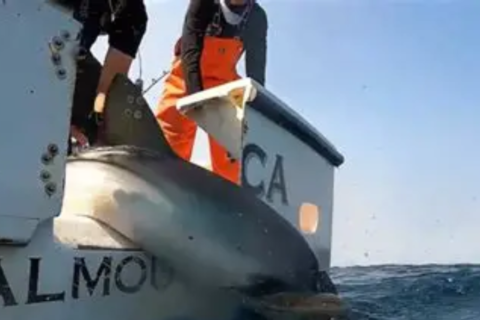 Scientists turn to sharks to Improve cyclone forecasts