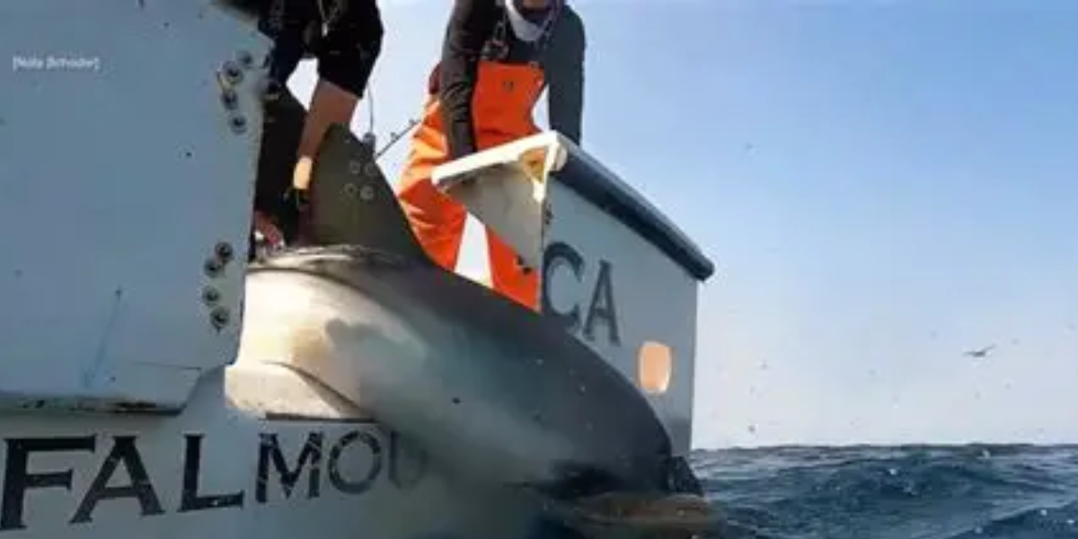 Scientists turn to sharks to Improve cyclone forecasts