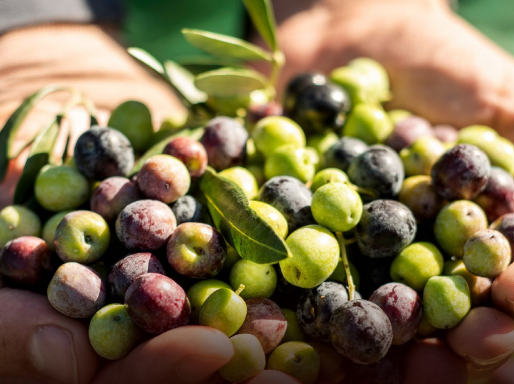 How homegrown olives could save billions in imports?