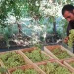 Afghan Taliban unfair levies and trade restrictions deepen Afghan grape farmers’ miseries