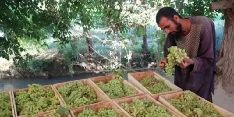 Afghan Taliban unfair levies and trade restrictions deepen Afghan grape farmers’ miseries