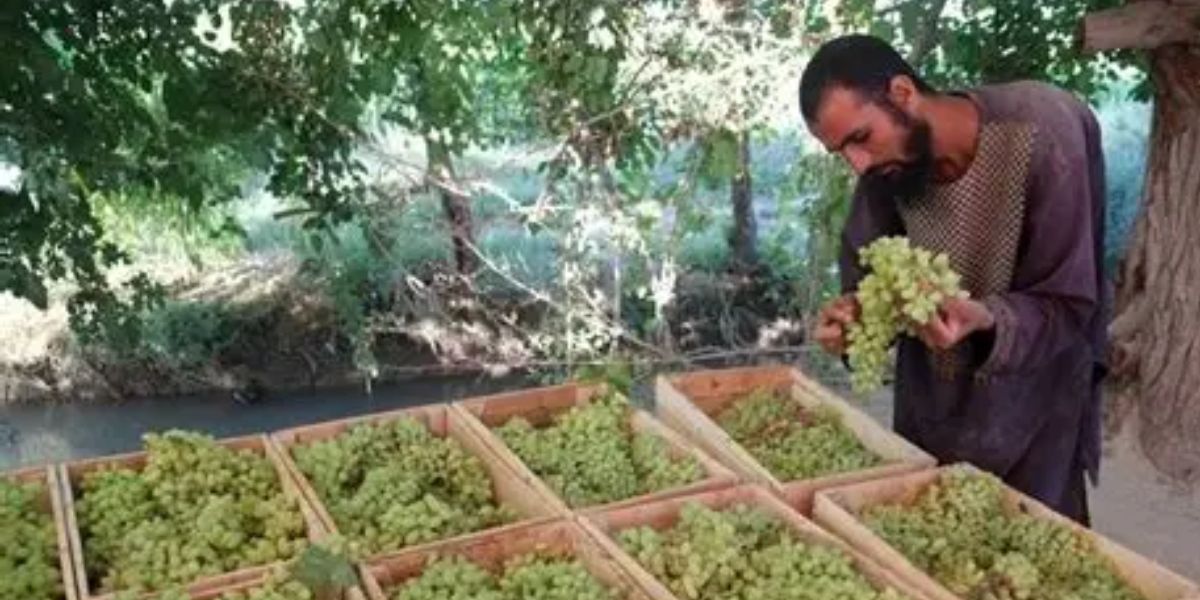 Afghan Taliban unfair levies and trade restrictions deepen Afghan grape farmers’ miseries